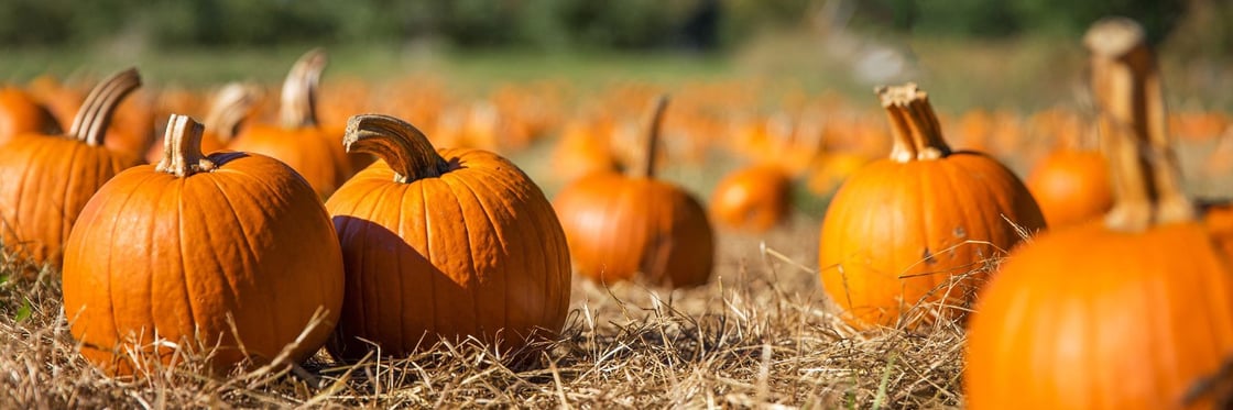 St.-Louis-Pumpkin-Patches_Header